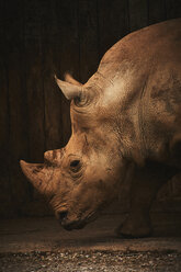 Close-up of rhinoceros in zoo - CAVF28686