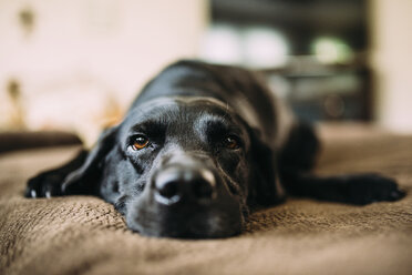 Hund auf dem Bett liegend zu Hause - CAVF28703