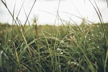 Nahaufnahme von nassem Gras auf einem Feld gegen den Himmel - CAVF28710