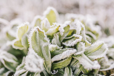 Close-up of frosted plants - CAVF28711