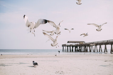 Seagulls flying at beach against sky - CAVF28730