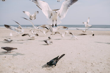 Seagulls and pigeons at beach against sky - CAVF28731