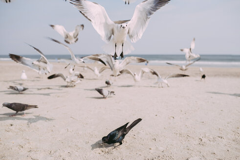 Möwen und Tauben am Strand gegen den Himmel - CAVF28731