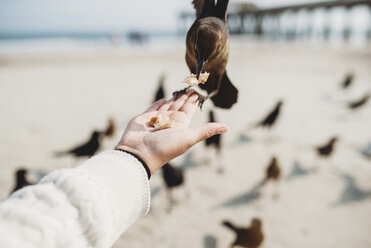 Ausgeschnittenes Bild eines Mannes, der am Strand Vögel füttert - CAVF28732