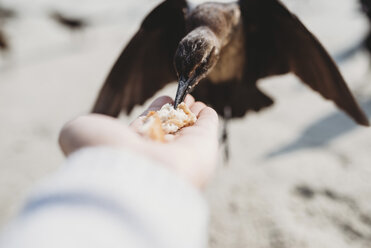 Ausgeschnittenes Bild eines Mannes, der einen Vogel am Strand füttert - CAVF28733