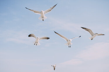 Low angle view of seagulls flying in sky - CAVF28734