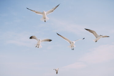 Niedriger Winkel Ansicht von Möwen fliegen in Himmel - CAVF28734