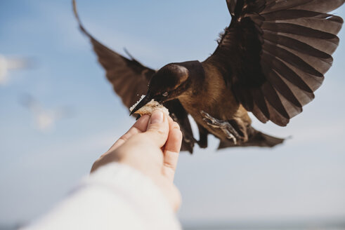 Ausgeschnittenes Bild eines Mannes, der einen Vogel am Strand füttert - CAVF28735