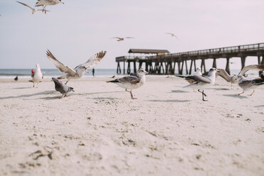 Seagulls perching at beach against sky on sunny day - CAVF28736