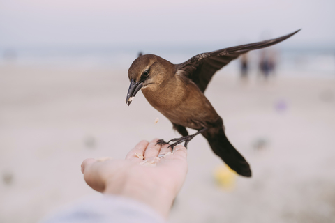 Nahaufnahme eines Mannes, der einen Vogel am Strand füttert, lizenzfreies Stockfoto