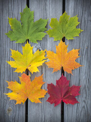 Sechs verschiedenfarbige Ahornblätter in Reihen auf verwitterten Holzbrettern angeordnet - FOLF01342