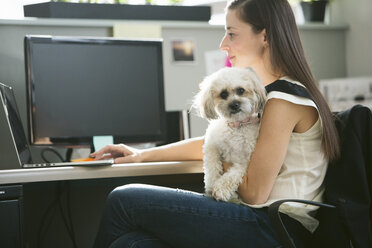 Porträt eines Hundes, der von einer Geschäftsfrau getragen wird, die einen Laptop am Schreibtisch im Büro benutzt - CAVF29070