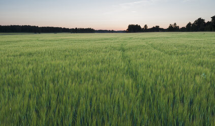 Landschaftliche Ansicht eines Gerstenfeldes - FOLF01387