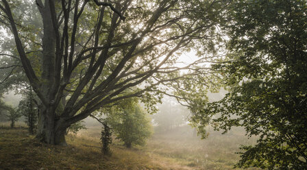 Oak trees in morning - FOLF01390