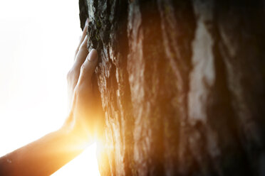 Ausgeschnittenes Bild einer Hand auf einem Baumstamm bei Sonnenuntergang - CAVF29147