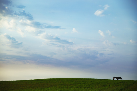 Entfernte Ansicht einer Frau mit Pferd auf einer Wiese, lizenzfreies Stockfoto