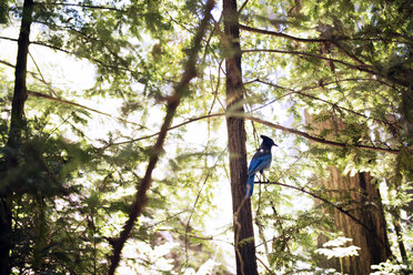 Low angle view of Steller's jay perching on tree - CAVF29269