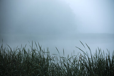 Graswachstum am See bei nebligem Wetter - CAVF29276