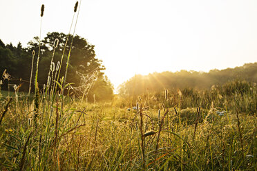 Gras und Bäume wachsen auf einem Feld gegen den klaren Himmel an einem sonnigen Tag - CAVF29280