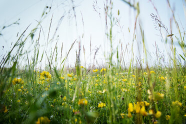 Gelbe Blumen wachsen auf grasbewachsenem Feld gegen den Himmel - CAVF29281