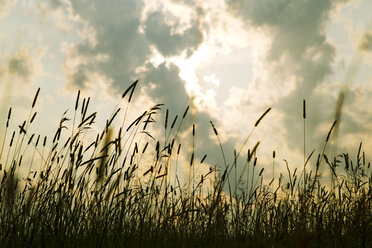 Low angle view of silhouette grass against cloudy sky during sunset - CAVF29285