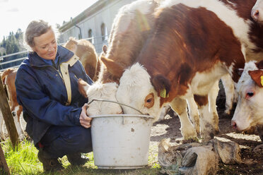 Woman feeding cows - FOLF01530