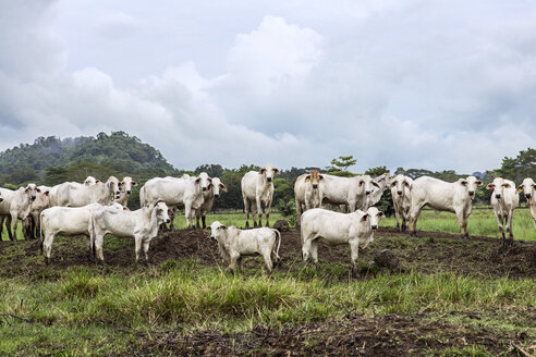 Weidende Kühe auf einer Wiese vor bewölktem Himmel - CAVF29358