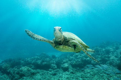 Schildkröte schwimmt im Meer auf Hawaii, lizenzfreies Stockfoto