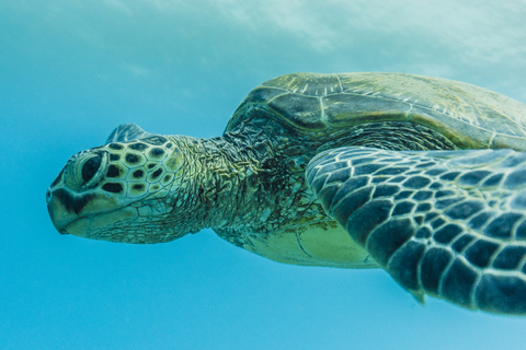 Close-up of turtle swimming in sea stock photo