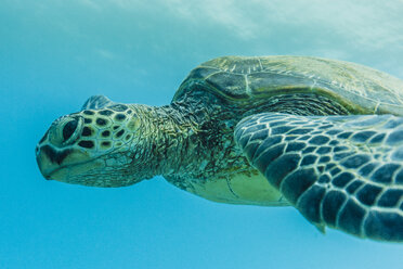 Close-up of turtle swimming in sea - CAVF29406