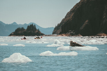 Seelöwe auf einem Eisberg im See im Kenai Fjords National Park - CAVF29430