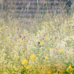 Blumenwiese am Sommerabend - FOLF01668
