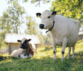 Swedish mountain cattle - FOLF01689