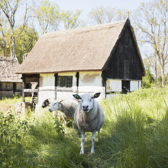 Schafe vor dem Heimatmuseum auf Bornholm - FOLF01699