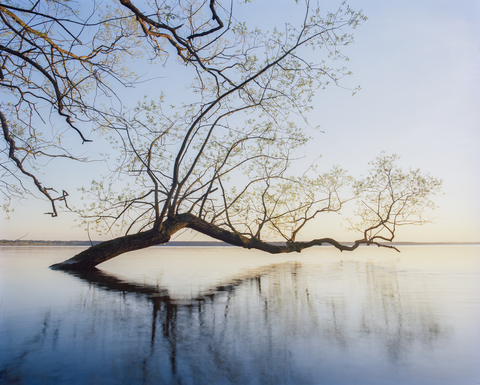 Weidenbaum im See versunken, lizenzfreies Stockfoto