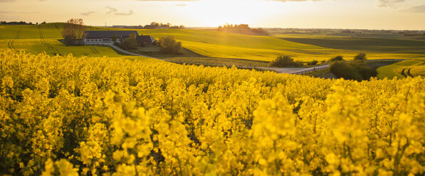 Oilseed rape field at sunset - FOLF01737