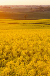 Rapsfeld bei Sonnenuntergang - FOLF01739