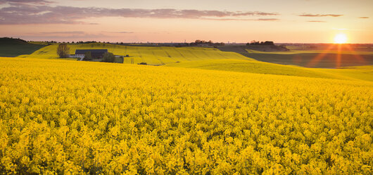 Rapsfeld bei Sonnenuntergang - FOLF01740