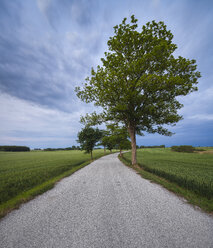 Mit Bäumen gesäumte Straße in ländlicher Landschaft - FOLF01748