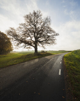 Blick auf Straße und Baum im Herbst - FOLF01755