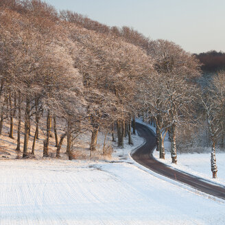 Leere Straße, die zum Wald führt - FOLF01787