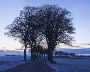 Treelined road in winter - FOLF01788