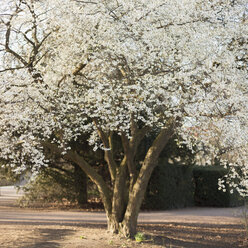 Baum mit weißer Blüte - FOLF01809