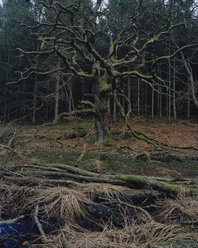 Toter Baum im Wald - FOLF01810