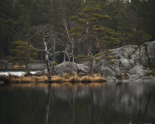 Forest next to lake - FOLF01830