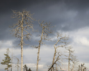 Kahle Bäume unter bewölktem Himmel - FOLF01831