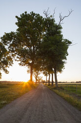 Eschen und Landstraße bei Sonnenaufgang - FOLF01834