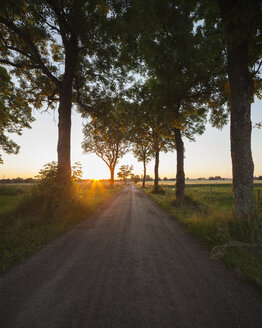 Eschen und Landstraße bei Sonnenaufgang - FOLF01835