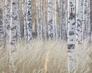 Birch trees in autumn forest - FOLF01840