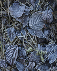 Frozen leaves on grass in winter - FOLF01843